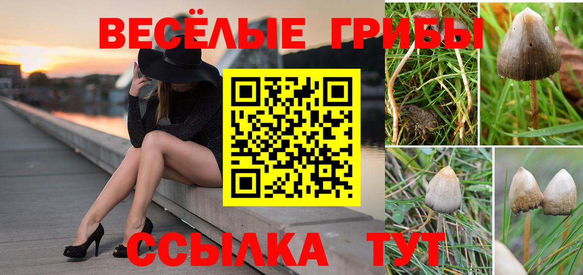 Галлюциногенные грибы Psilocybine cubensis  Галлюциногенные грибы Psilocybine cubensis  Вход с VPN  Можайск 